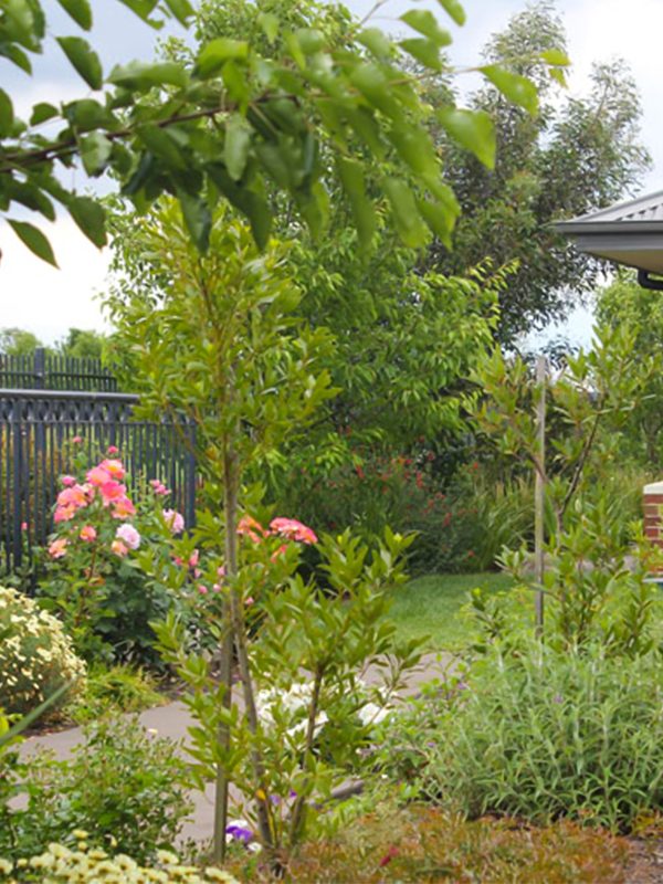 BAPTCARE HERITAGE MANOR garden area