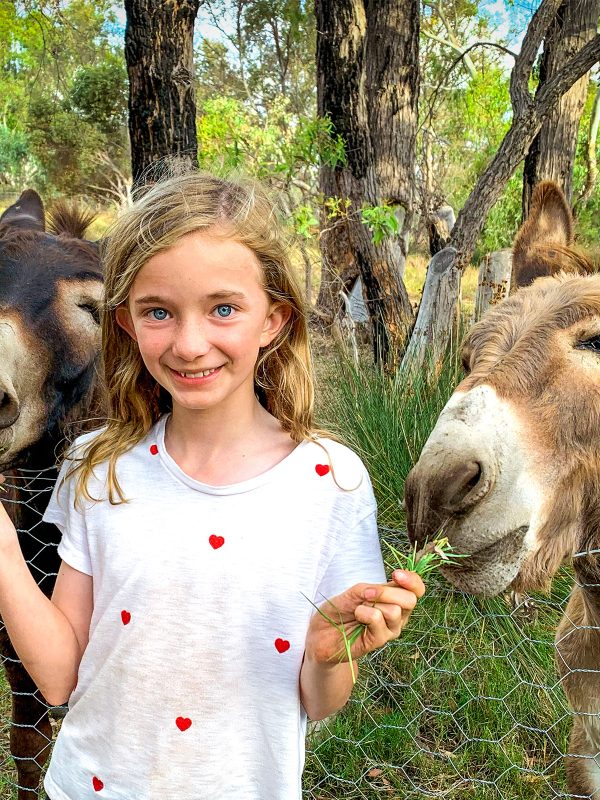 An eleven year old girl in foster care feeding donkeys at her foster care families farm in rural Tasmania